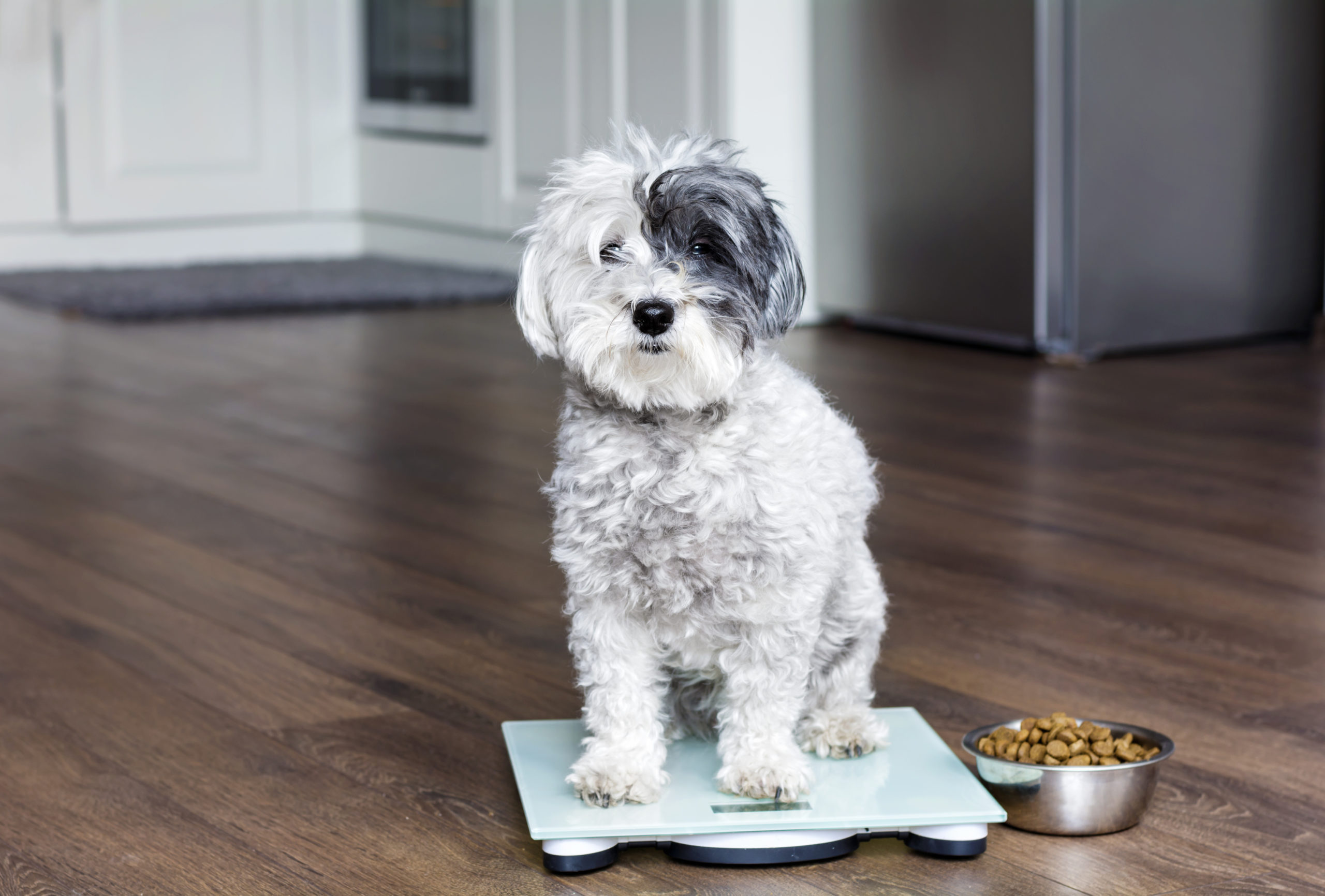 Obesity in Dogs: Is It Too Bad